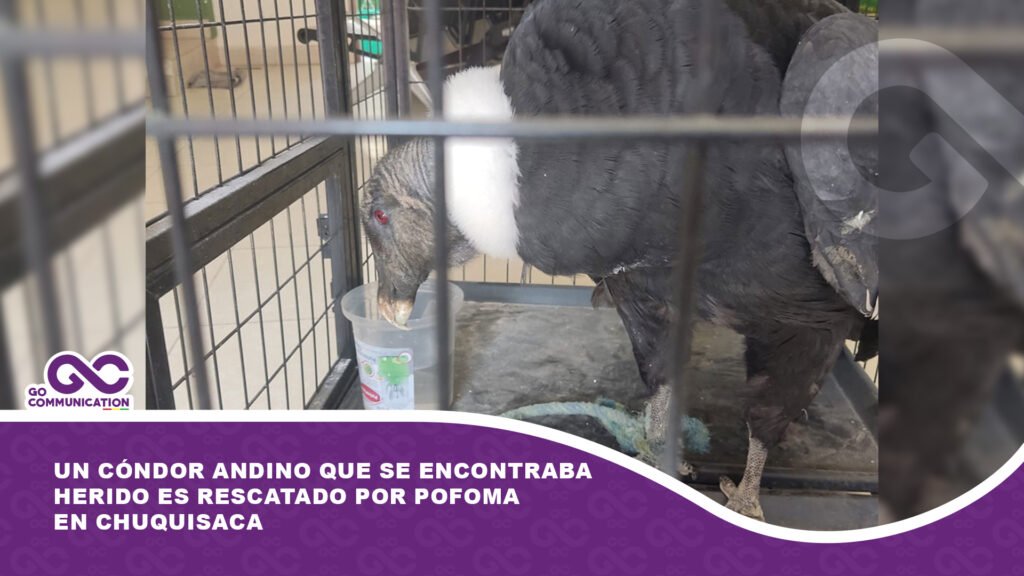 Un cóndor andino que se encontraba herido es rescatado por Pofoma en Chuquisaca