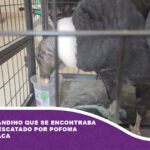 Un cóndor andino que se encontraba herido es rescatado por Pofoma en Chuquisaca