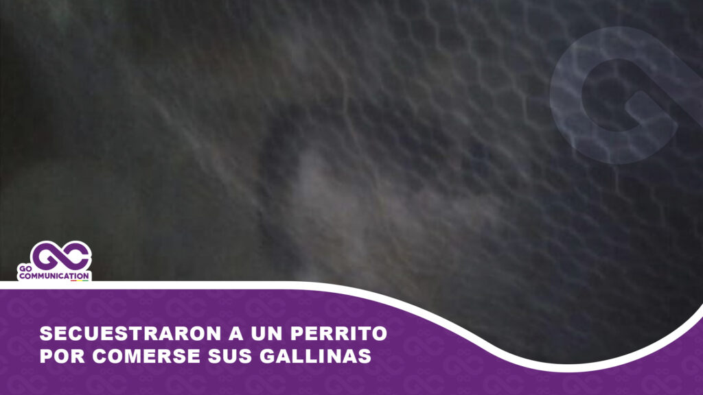 Secuestraron a un perrito por comerse sus gallinas