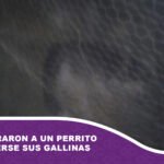 Secuestraron a un perrito por comerse sus gallinas
