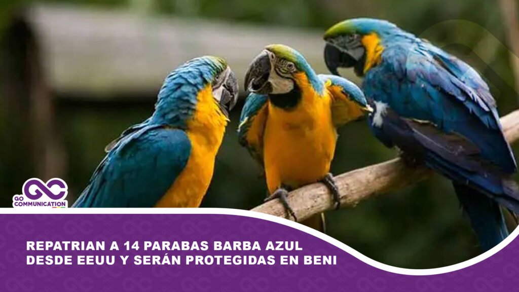 Repatrian a 14 parabas Barba Azul desde EEUU y serán protegidas en Beni