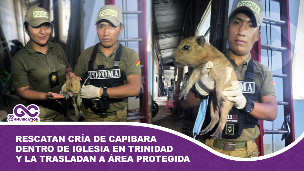 Rescatan cría de capibara dentro de iglesia en Trinidad y la trasladan a área protegida