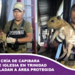 Rescatan cría de capibara dentro de iglesia en Trinidad y la trasladan a área protegida