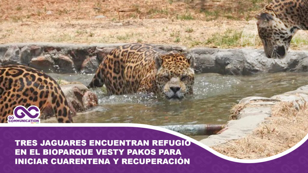 Tres jaguares inician un nuevo capítulo en el Bioparque Vesty Pakos: salud y bienestar en foco