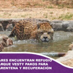 Tres jaguares inician un nuevo capítulo en el Bioparque Vesty Pakos: salud y bienestar en foco