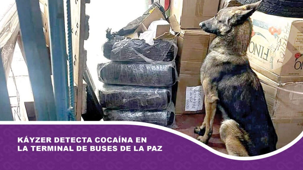 Perro antidrogas Káyzer detecta cocaína en la Terminal de Buses de La Paz