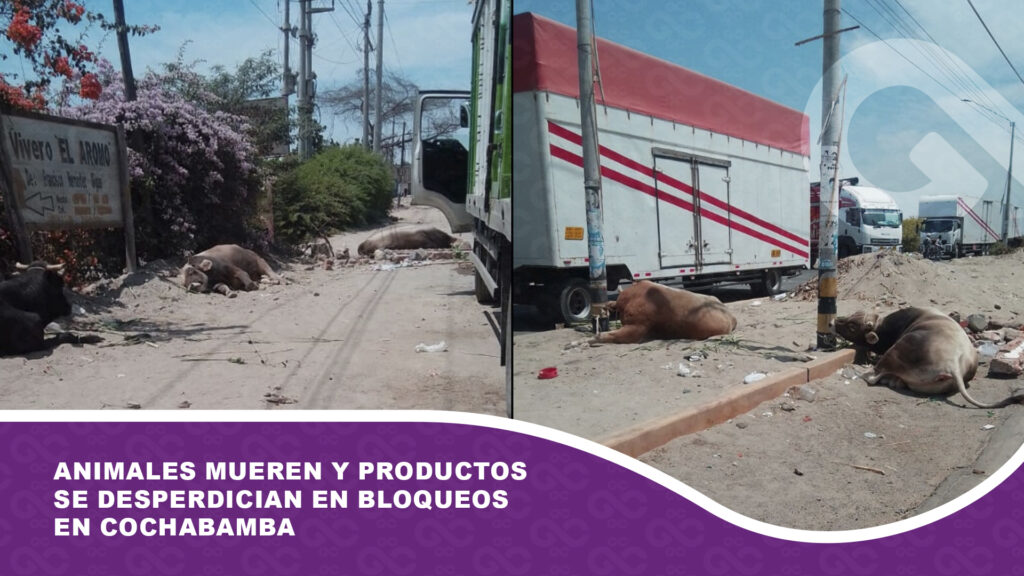 Animales mueren y productos se desperdician en bloqueos en Cochabamba