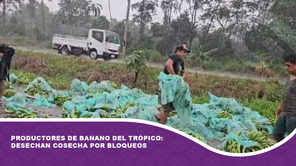 Productores de banano del Trópico: Desechan cosecha por bloqueos