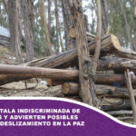 Denuncian tala indiscriminada de 200 árboles y advierten posibles riesgos de deslizamiento en La Paz