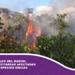 Arde el núcleo del Madidi, hay 20.000 hectáreas afectadas y peligran especies únicas