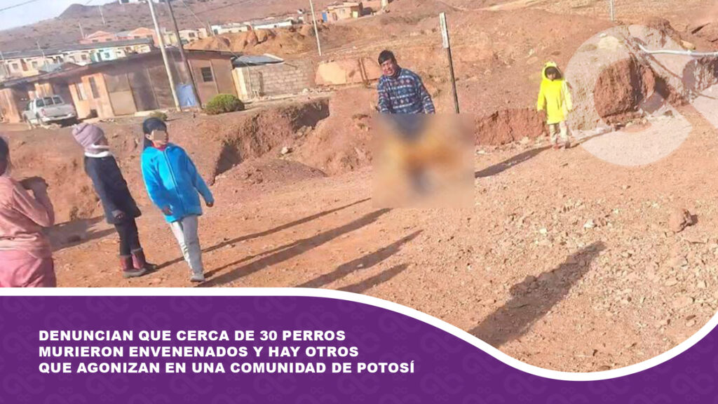 Denuncian que cerca de 30 perros murieron envenenados y hay otros que agonizan en una comunidad de Potosí