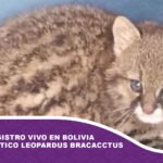 Cuarto registro vivo en Bolivia del enigmático Leopardus Bracacctus