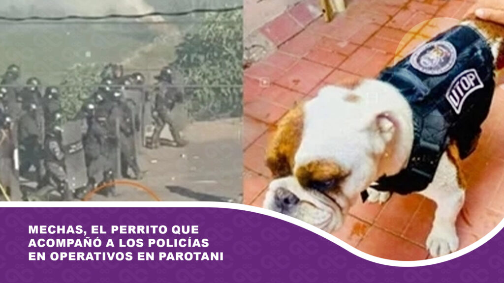 Mechas, el perrito que acompañó a los policías en operativos en Parotani