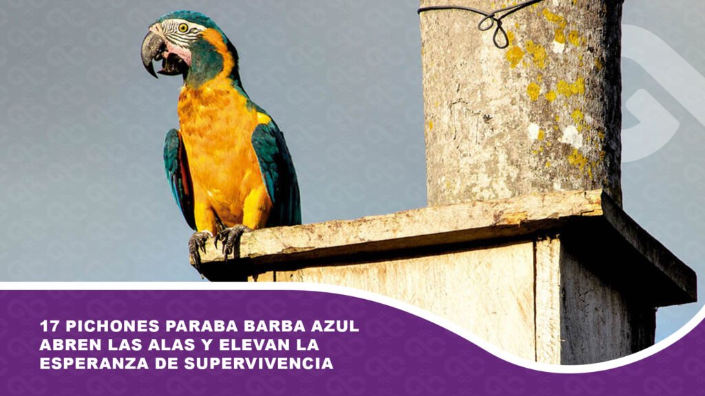 17 pichones paraba Barba Azul abren las alas y elevan la esperanza de supervivencia