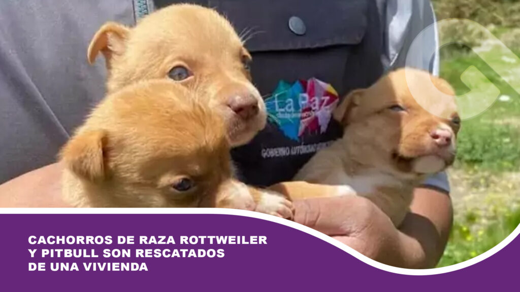 Cachorros de raza rottweiler y pitbull son rescatados de una vivienda