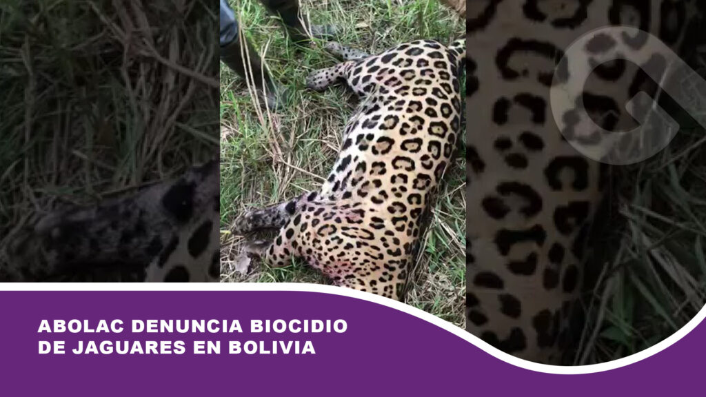 Abolac denuncia biocidio de jaguares en Bolivia