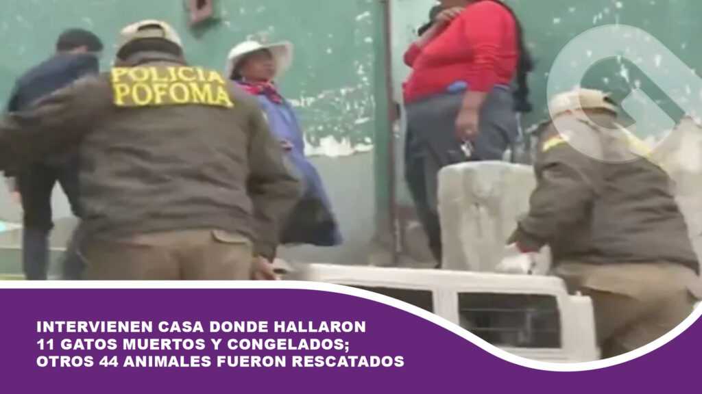 Intervienen casa donde hallaron 11 gatos muertos y congelados; otros 44 animales fueron rescatados