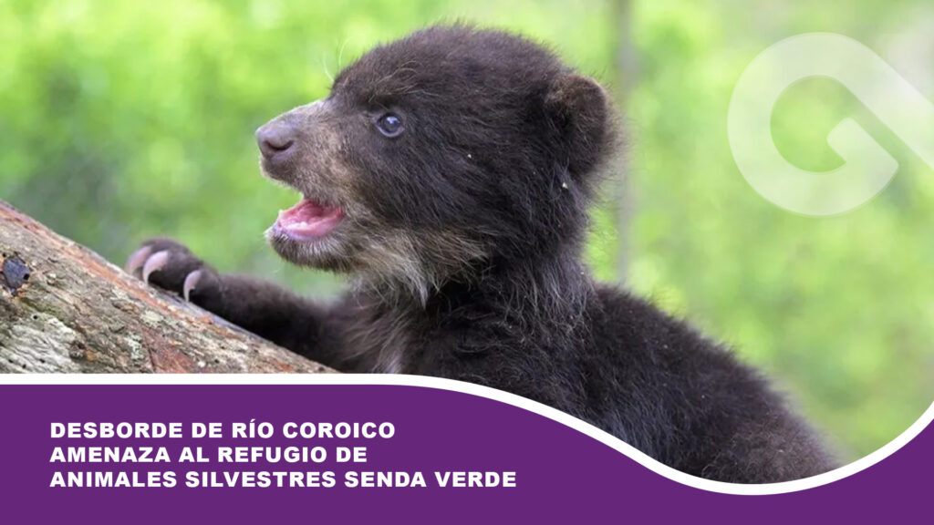 Desborde de río Coroico amenaza al refugio de animales silvestres Senda Verde