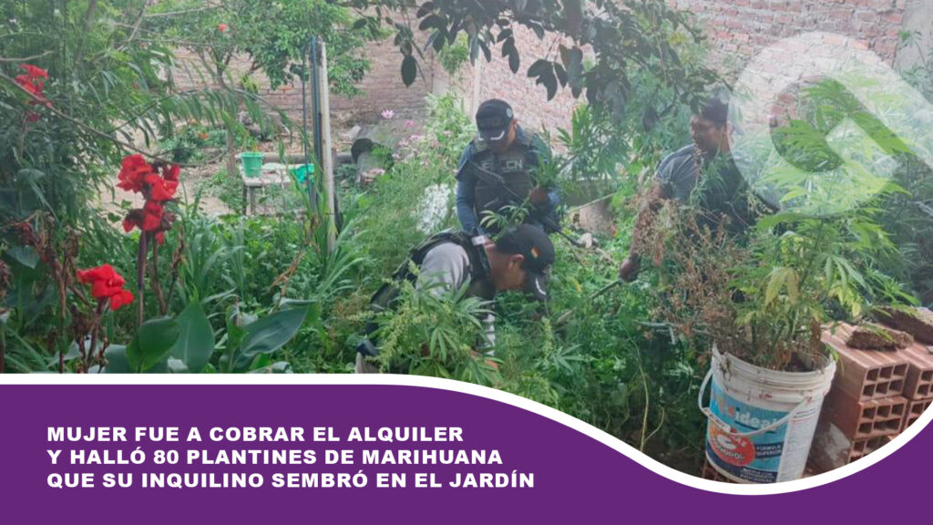 Mujer fue a cobrar el alquiler y halló 80 plantines de marihuana que su inquilino sembró en el jardín