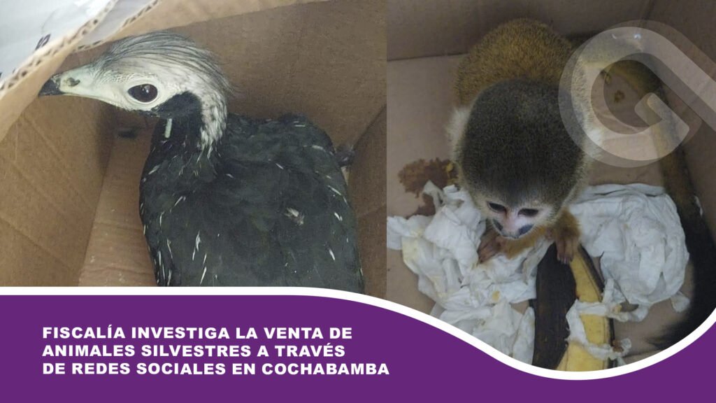 Fiscalía investiga la venta de animales silvestres a través de redes sociales en Cochabamba