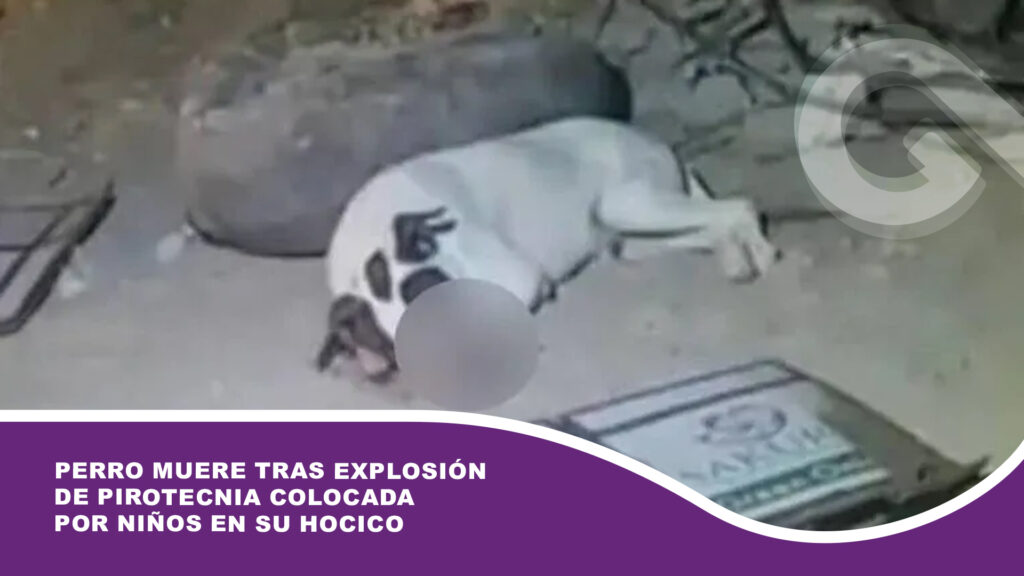 Perro muere tras explosión de pirotecnia colocada por niños en su hocico: Dueña exige justicia por crueldad animal