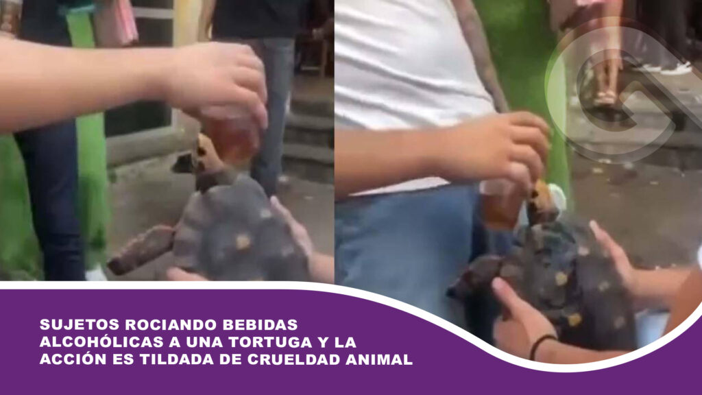 Sujetos rociando bebidas alcohólicas a una tortuga y la acción es tildada de crueldad animal