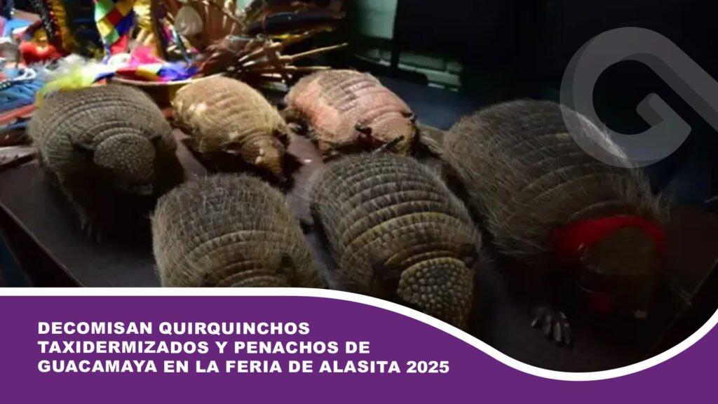 Decomisan quirquinchos taxidermizados y penachos de guacamaya en la Feria de Alasita 2025