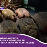 Decomisan quirquinchos taxidermizados y penachos de guacamaya en la Feria de Alasita 2025