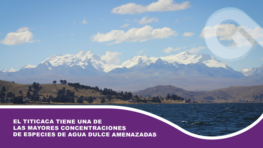 El Titicaca tiene una de las mayores concentraciones de especies de agua dulce amenazadas