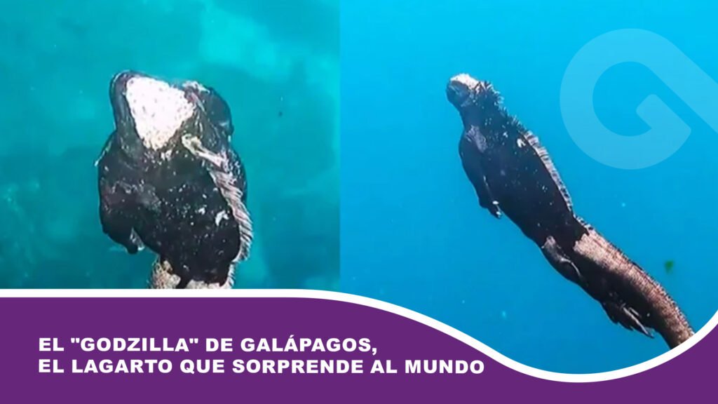 El «Godzilla» de Galápagos, el lagarto que sorprende al mundo