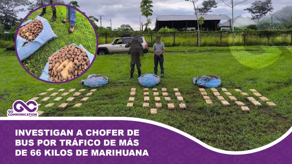Investigan a chofer de bus por tráfico de más de 66 kilos de marihuana