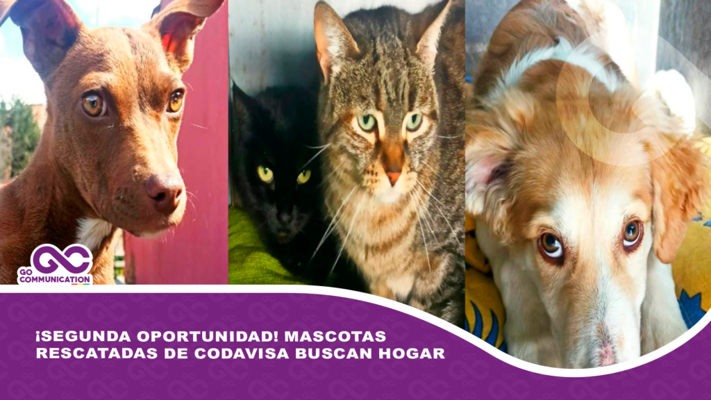¡Segunda oportunidad! Mascotas rescatadas de Codavisa buscan hogar