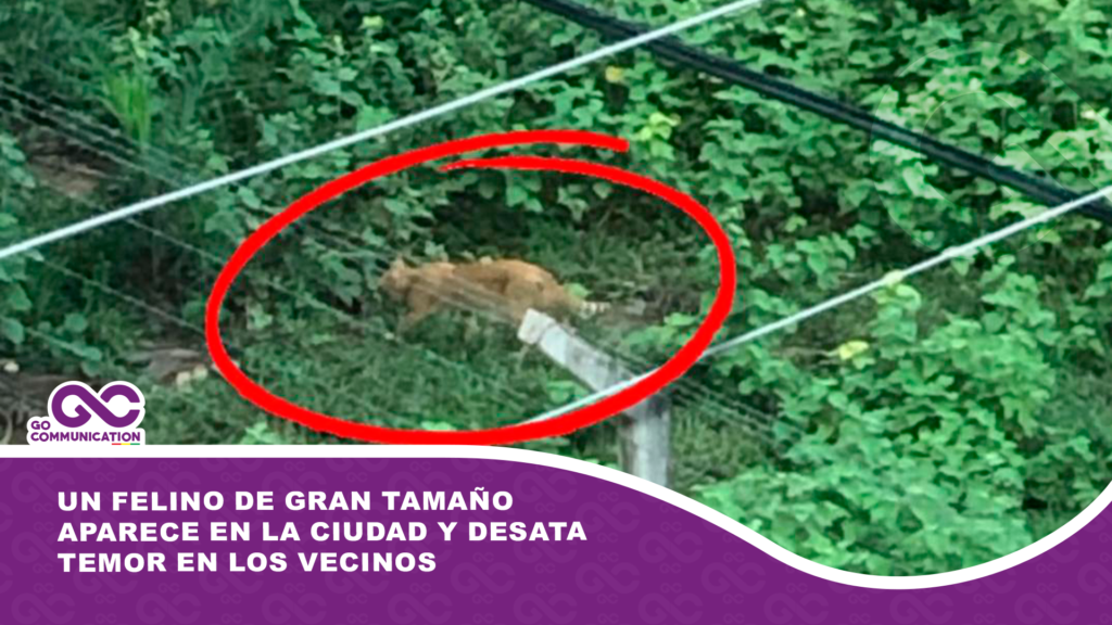 Un puma de gran tamaño aparece en la ciudad y desata temor en los vecinos
