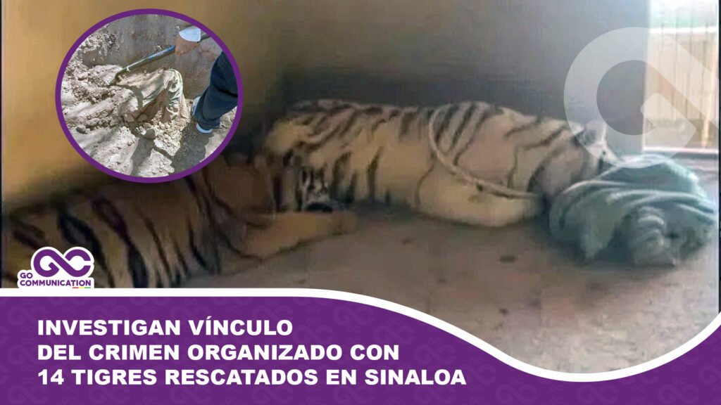 Investigan vínculo del crimen organizado con 14 tigres rescatados en Sinaloa ¿Los usaban para desaparecer cuerpos?