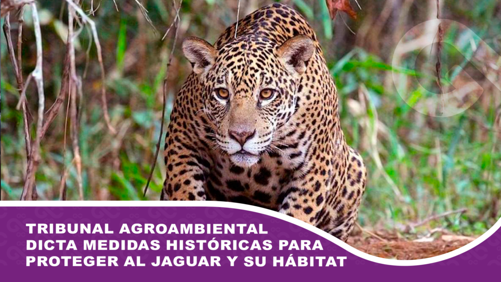 Tribunal Agroambiental dicta medidas históricas para proteger al jaguar y su hábitat