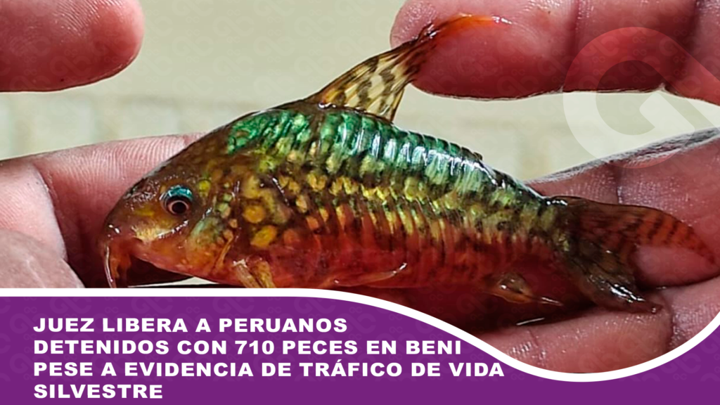 Juez libera a peruanos detenidos con 710 peces en Beni pese a evidencia de tráfico de vida silvestre