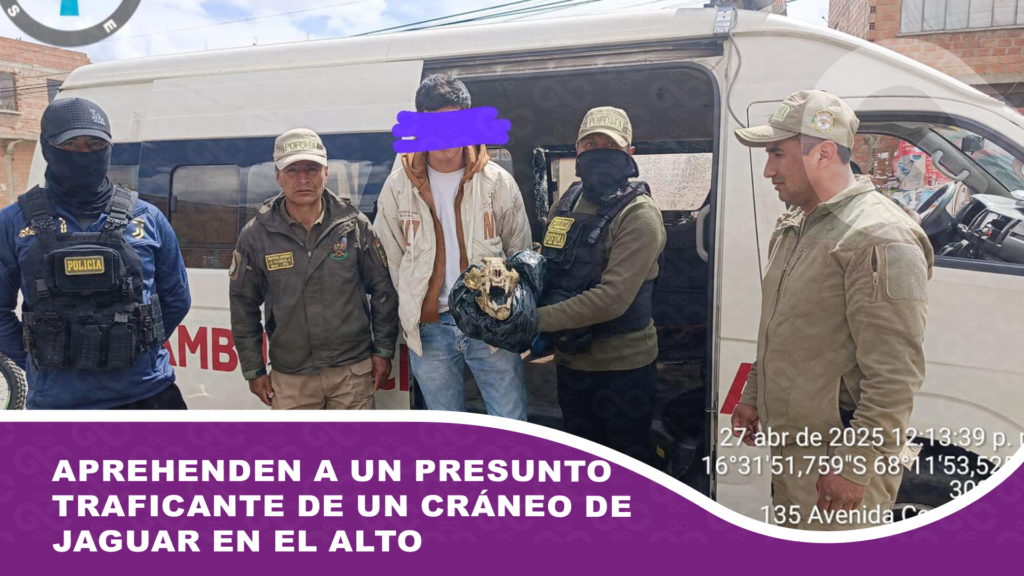 Aprehenden a un presunto traficante de un cráneo de jaguar en El Alto