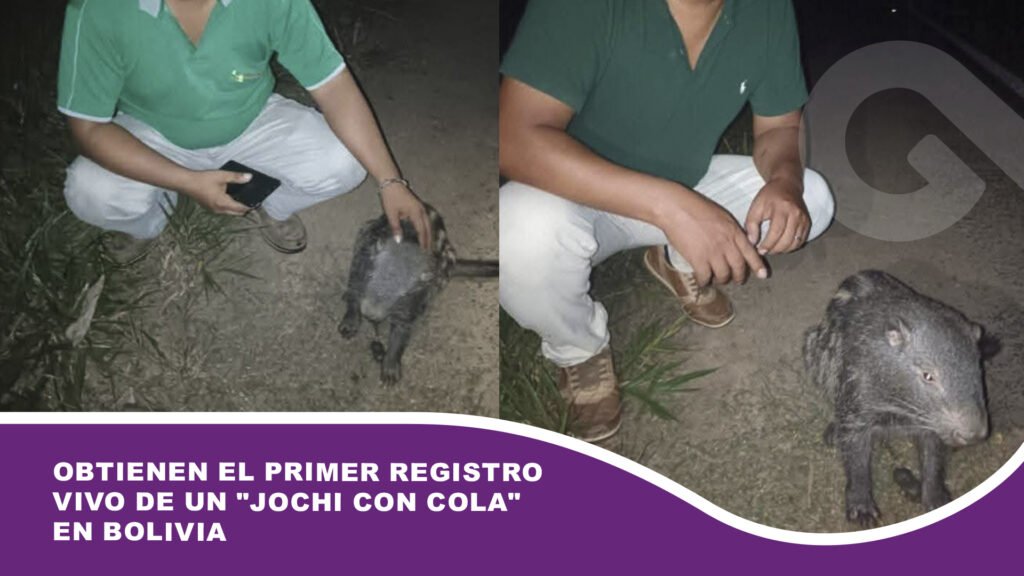 Obtienen el primer registro vivo de un «Jochi con cola» en Bolivia