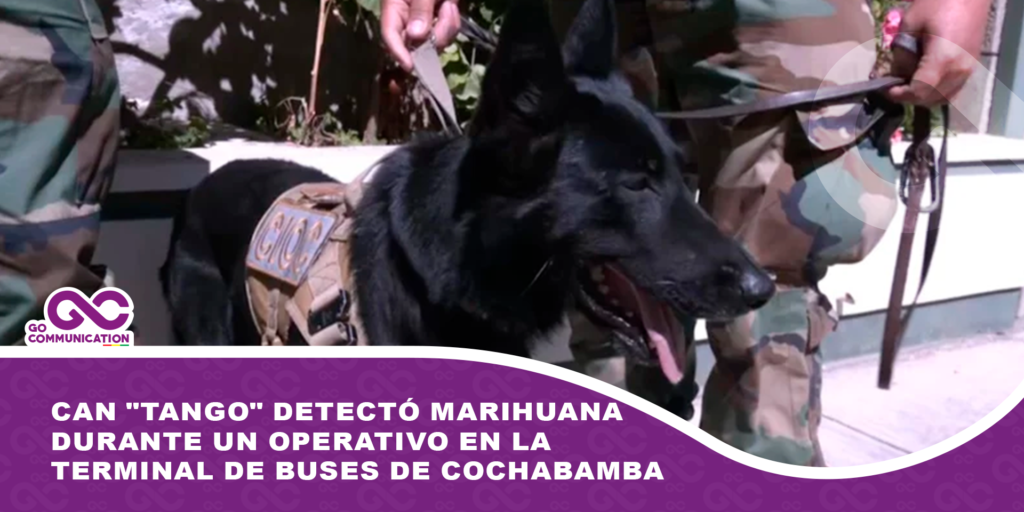 Can «Tango» detectó marihuana durante un operativo en la Terminal de Buses de Cochabamba