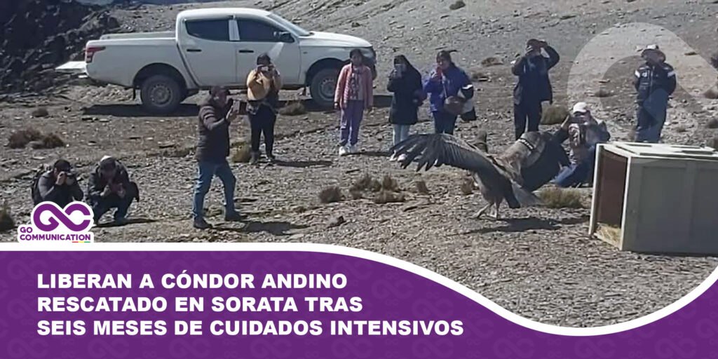 Liberan a cóndor andino rescatado en Sorata tras seis meses de cuidados intensivos
