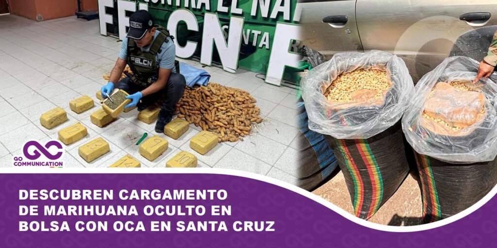 Descubren cargamento de marihuana oculto en bolsa con oca en Santa Cruz