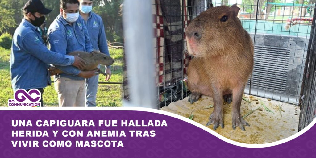 Una capiguara fue hallada herida tras vivir como mascota