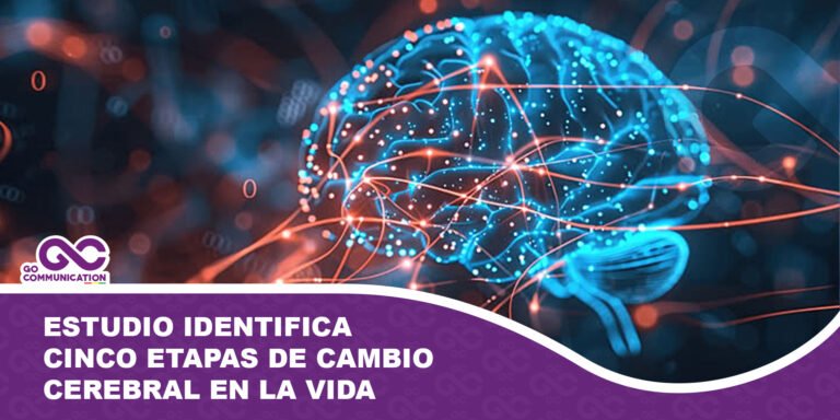 Estudio identifica cinco etapas de cambio cerebral en la vida