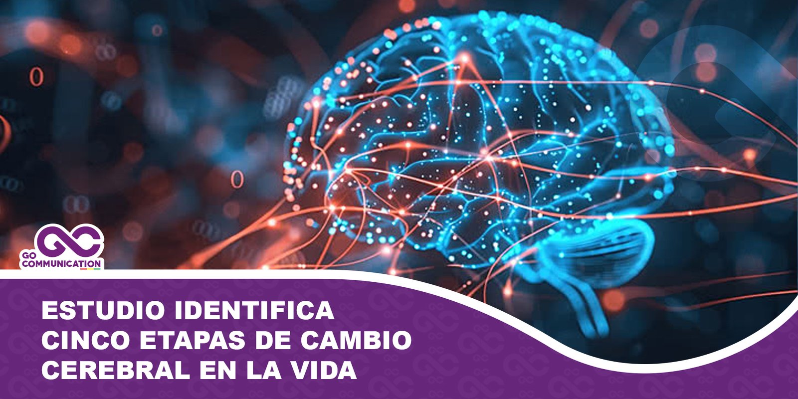 Estudio identifica cinco etapas de cambio cerebral en la vida