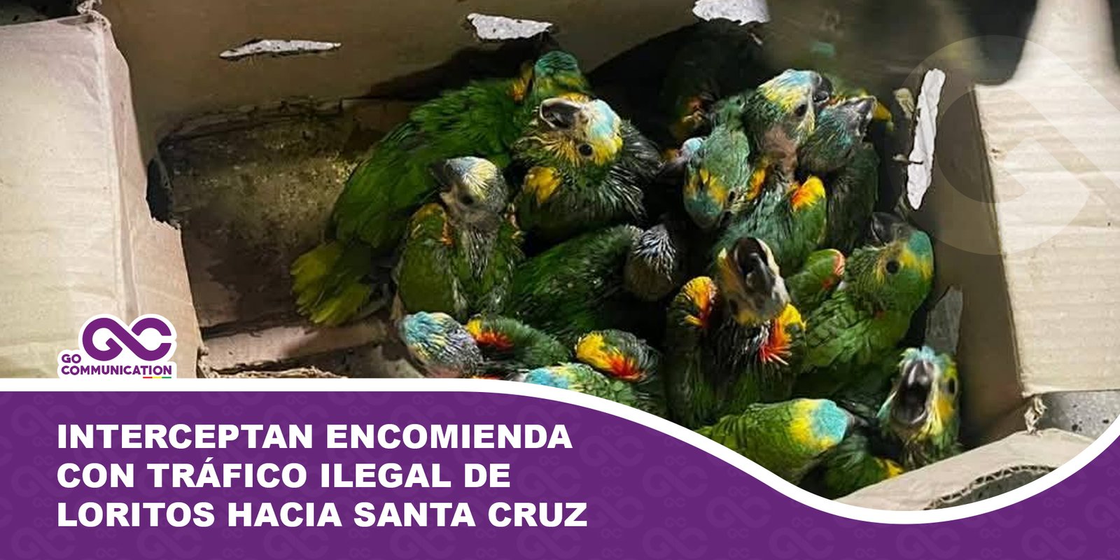 Interceptan encomienda con tráfico ilegal de loritos hacia Santa Cruz