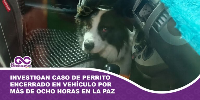 Investigan caso de perrito encerrado en vehículo por más de ocho horas en La Paz