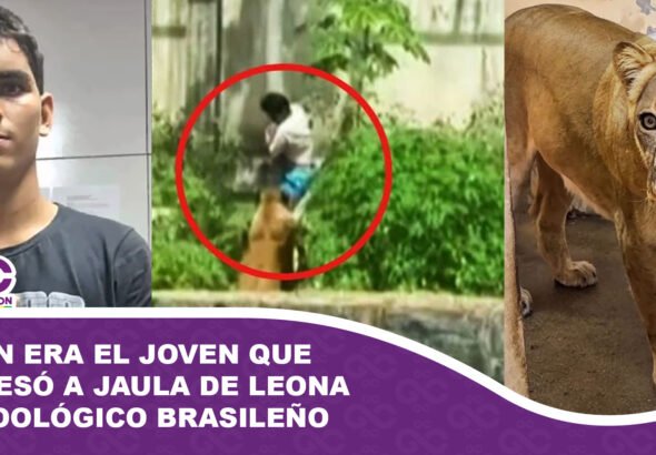 Quien era el joven que ingresó a jaula de leona en zoológico brasileño