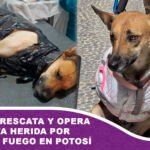 POFOMA rescata y opera a perrita herida por arma de fuego en Potosí