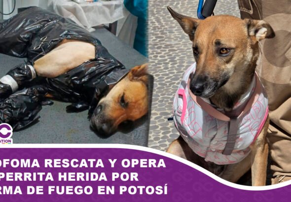 POFOMA rescata y opera a perrita herida por arma de fuego en Potosí