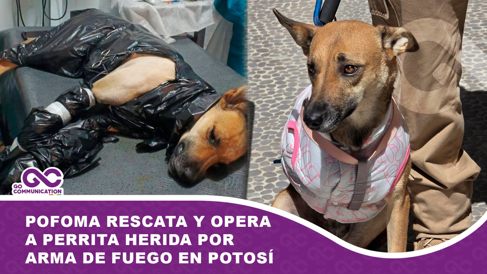 POFOMA rescata y opera a perrita herida por arma de fuego en Potosí